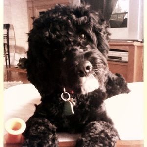 Meet your Posher, Maria